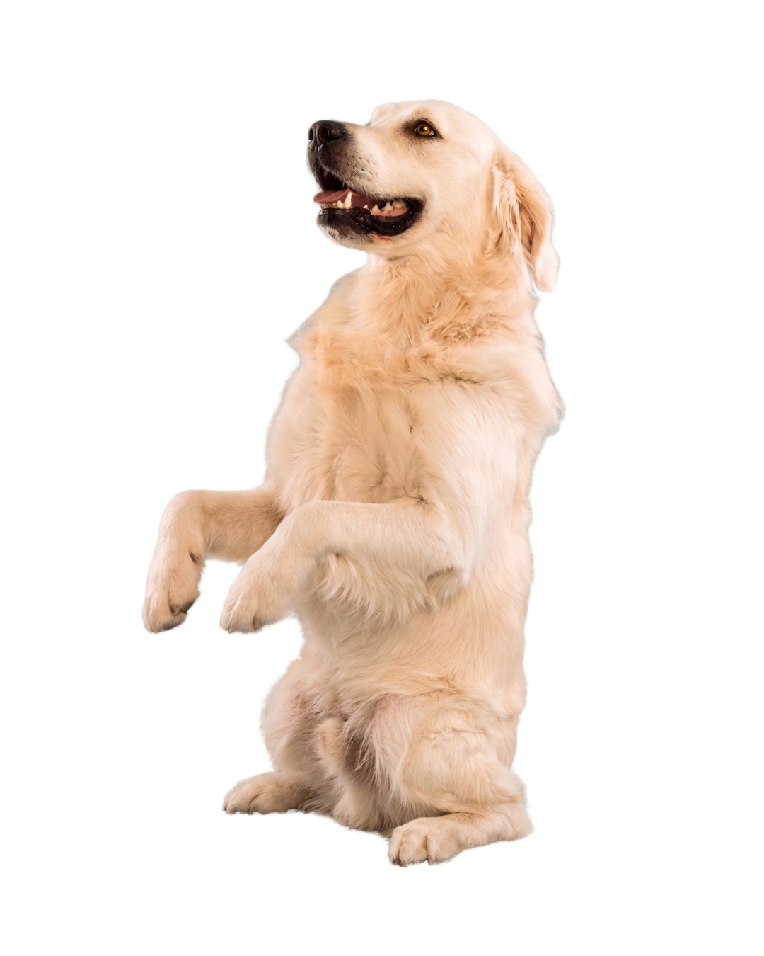Tu mascota mirando a la izquierda