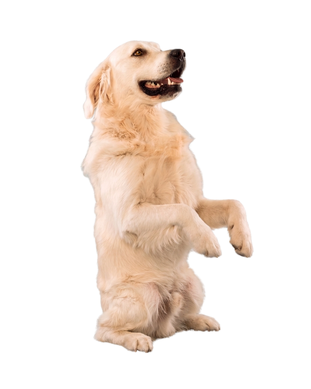 Tu mascota mirando a la derecha